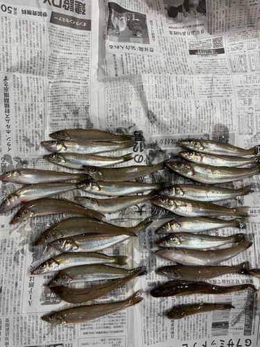 キスの釣果
