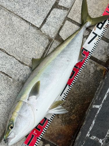 ブリの釣果