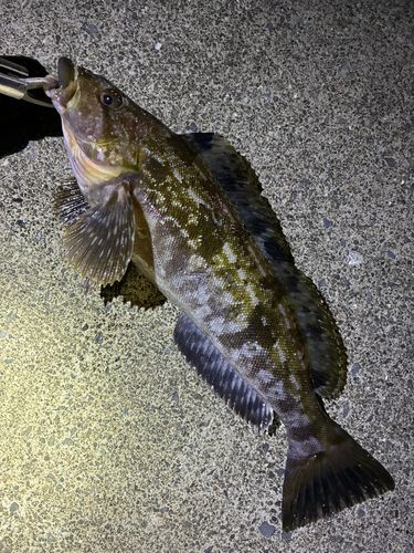 アイナメの釣果