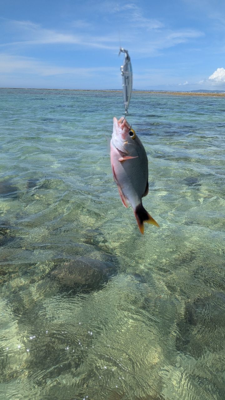 ヒメフエダイの釣果写真