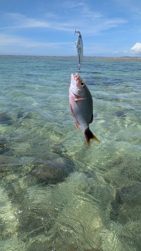 ヒメフエダイの釣果