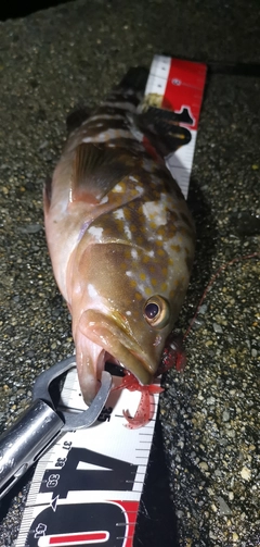 アコウの釣果