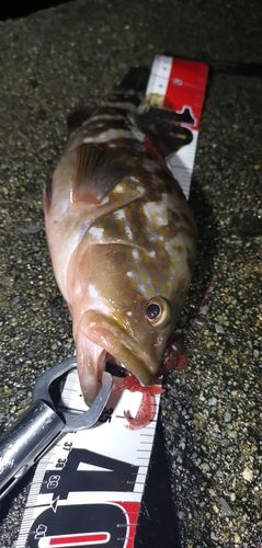 アコウの釣果