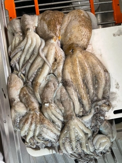 マダコの釣果