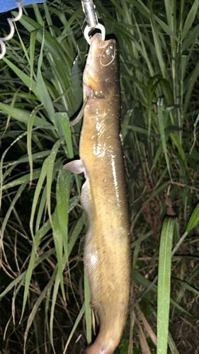 ナマズの釣果