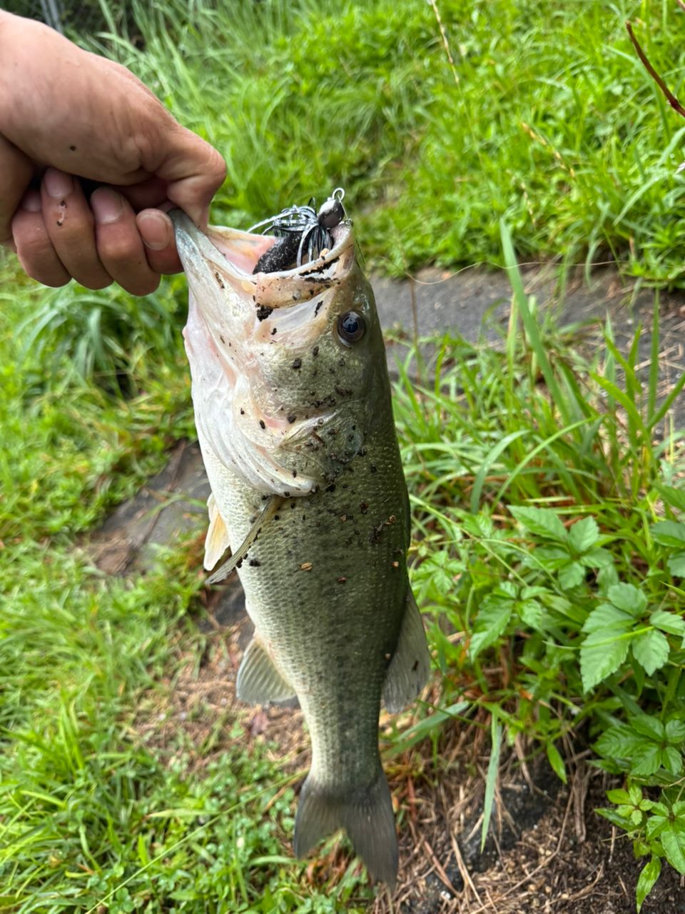 ブラックバスの釣果写真