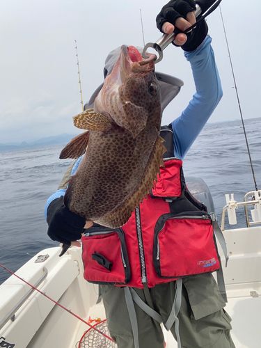 オオモンハタの釣果