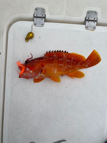 アカハタの釣果