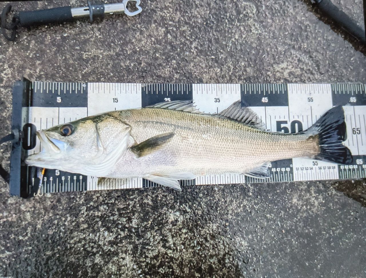マルスズキの釣果写真