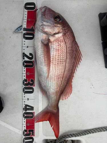 タイの釣果