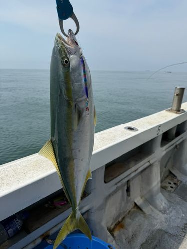 ワラサの釣果