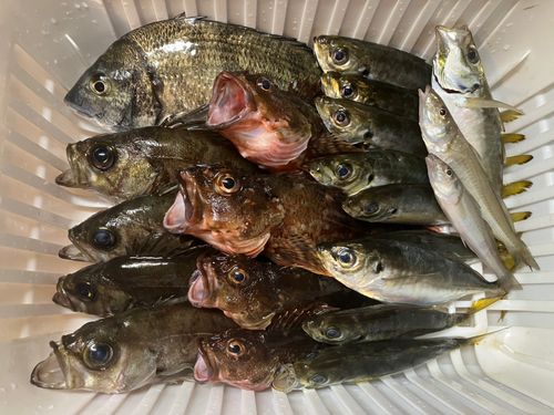 クロメバルの釣果
