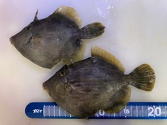 カワハギの釣果