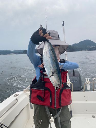 ヒラソウダの釣果