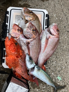 イズカサゴの釣果