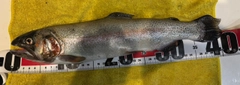 ニジマスの釣果