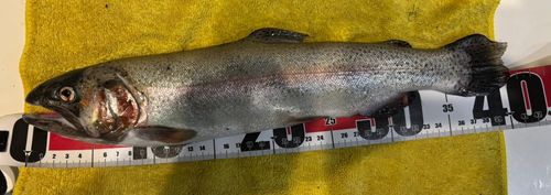 ニジマスの釣果