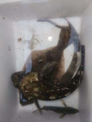 ソゲの釣果