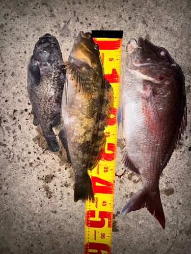 タイの釣果