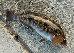 アイナメの釣果