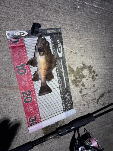 メバルの釣果