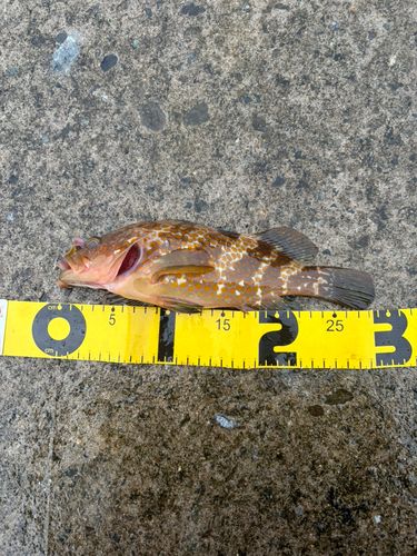 キジハタの釣果