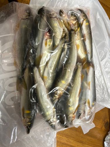 アユの釣果