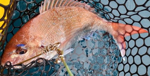 タイの釣果