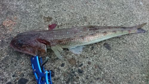 エソの釣果