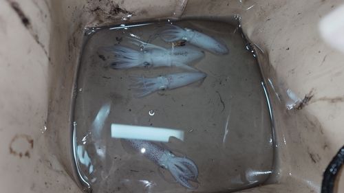 ヒイカの釣果