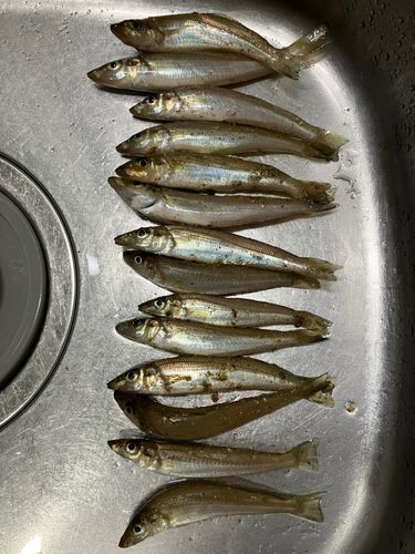 キスの釣果