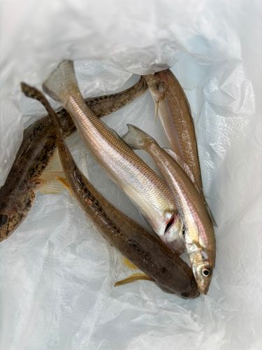 キスの釣果