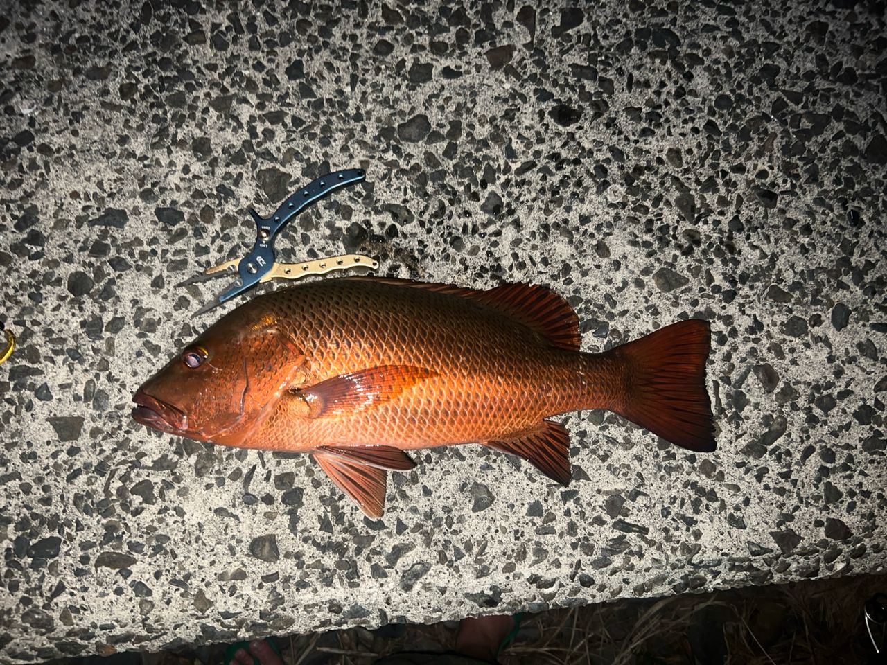 ゴマフエダイの釣果写真