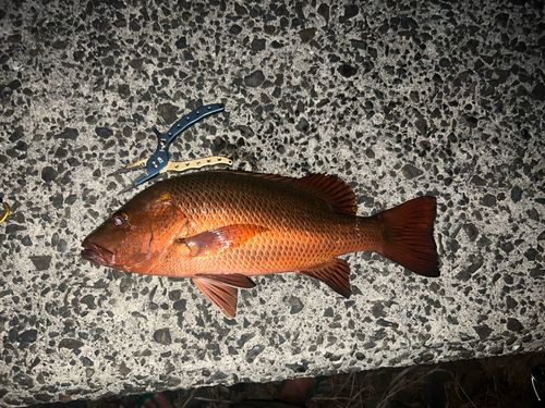 ゴマフエダイの釣果