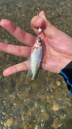 オイカワの釣果