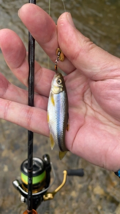 カワムツの釣果