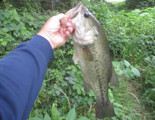 ラージマウスバスの釣果