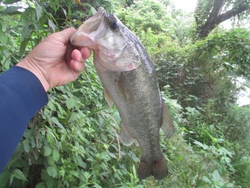 ラージマウスバスの釣果