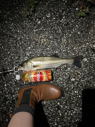 フッコ（マルスズキ）の釣果