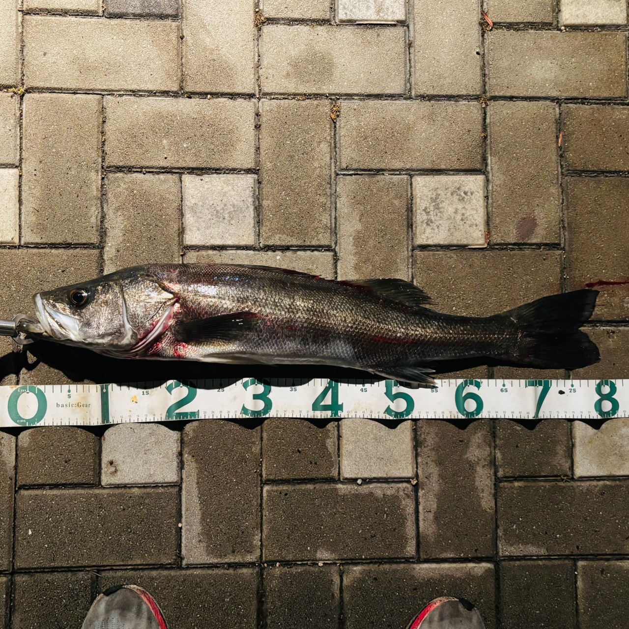 シーバスの釣果写真