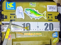 マアジの釣果