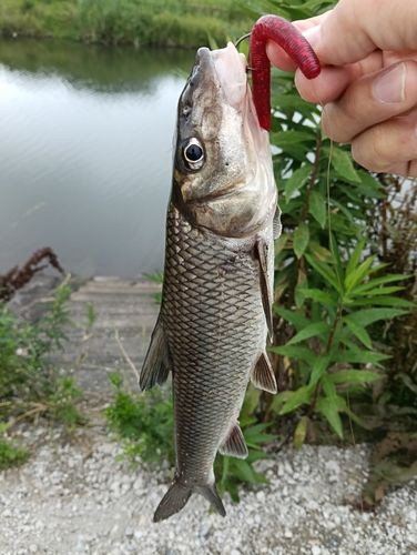 ニゴイの釣果