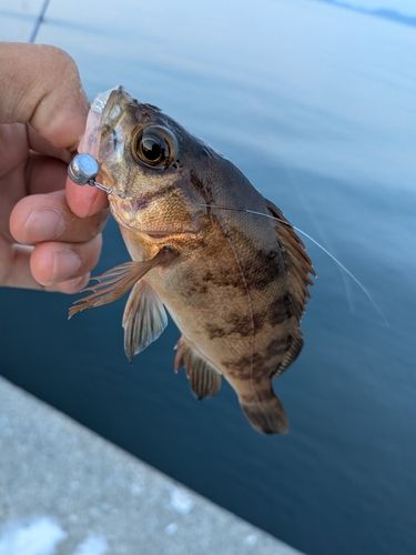 メバルの釣果