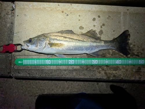 フッコ（マルスズキ）の釣果