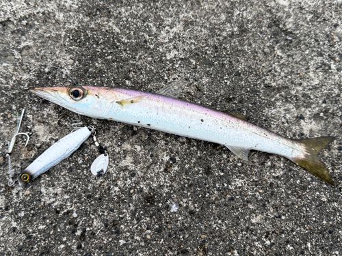 カマスの釣果