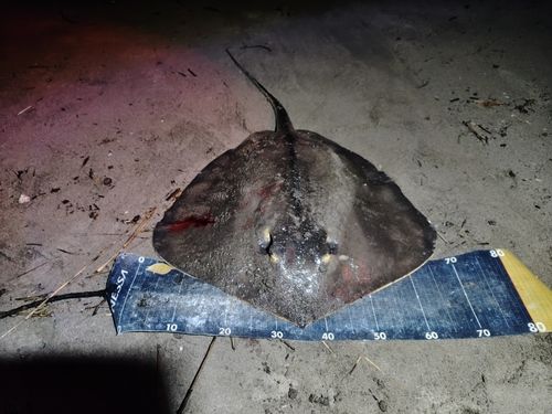 アカエイの釣果