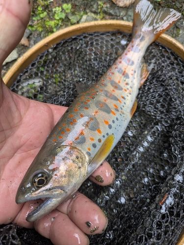 アマゴの釣果