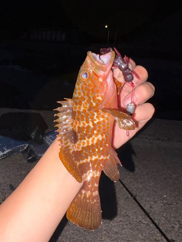 キジハタの釣果