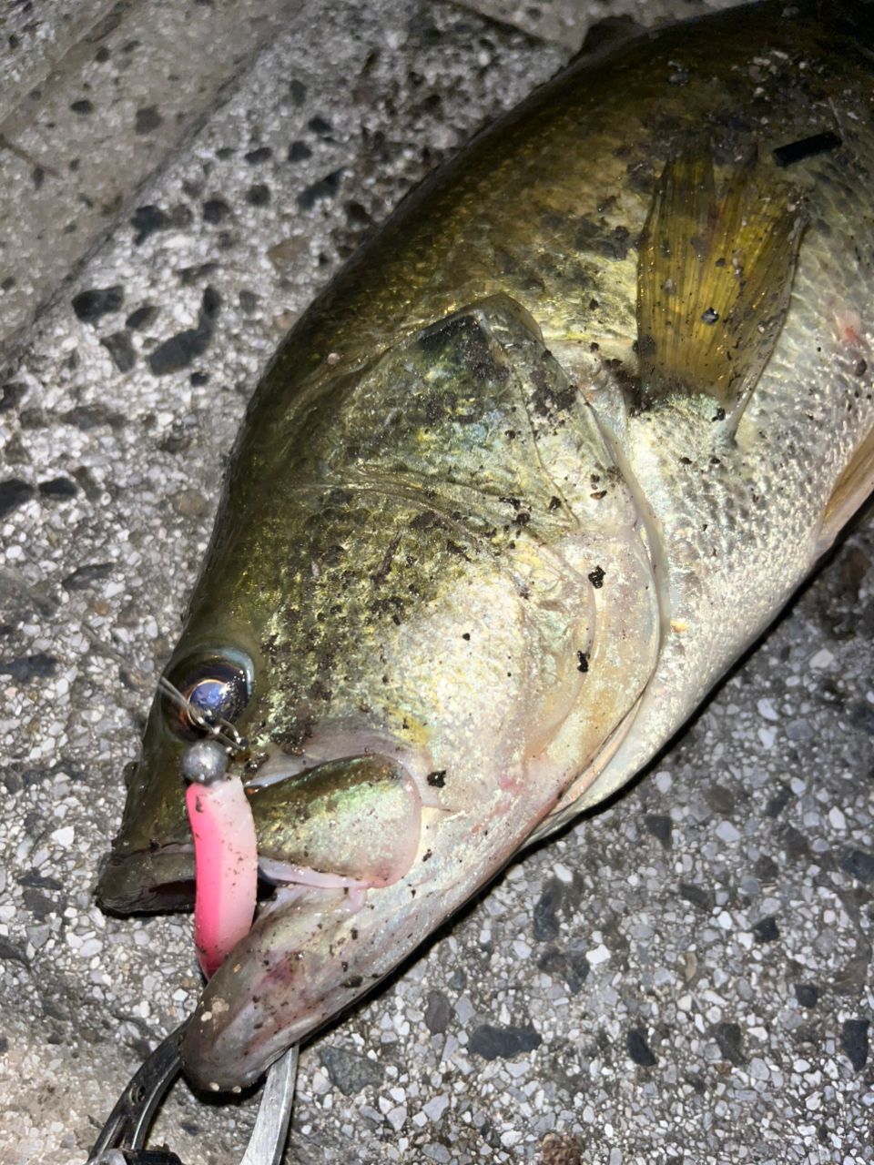 DAIWA 18ラテオ ボートシーバス 69MSの最安値・インプレ・釣果 | 本音