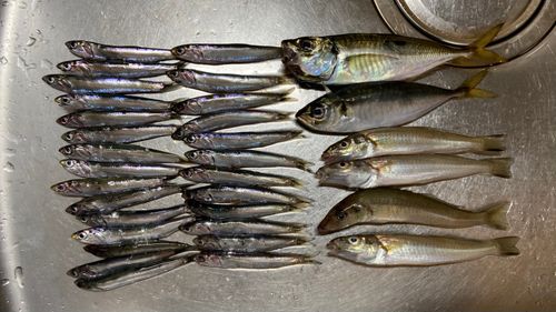 アジの釣果